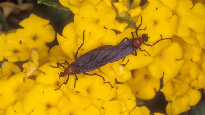 Invasi serangga lovebug di Korea Selatan menutupi permukaan jalan dan bangunan